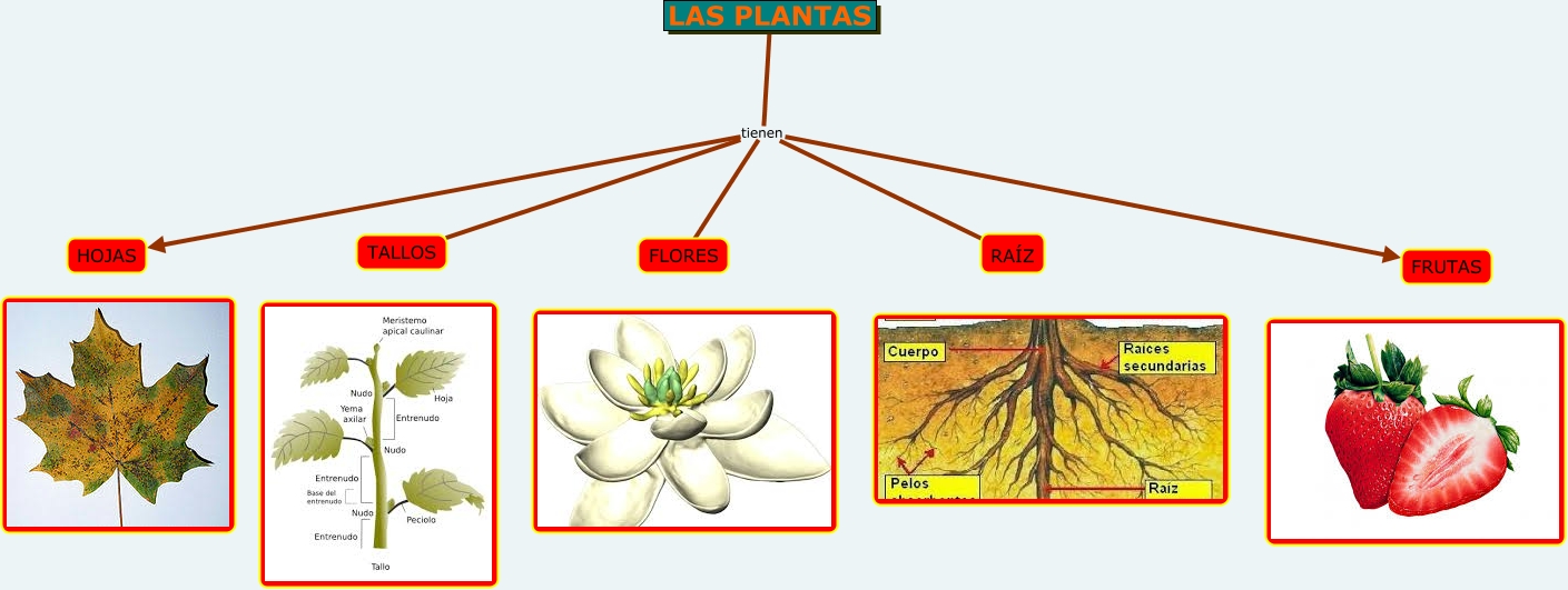 Mapa Conceptual Partes De Las Plantas